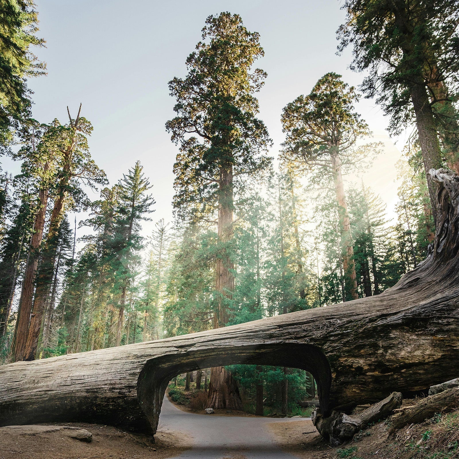 Sequoia_Drive_through_Giant_Tree